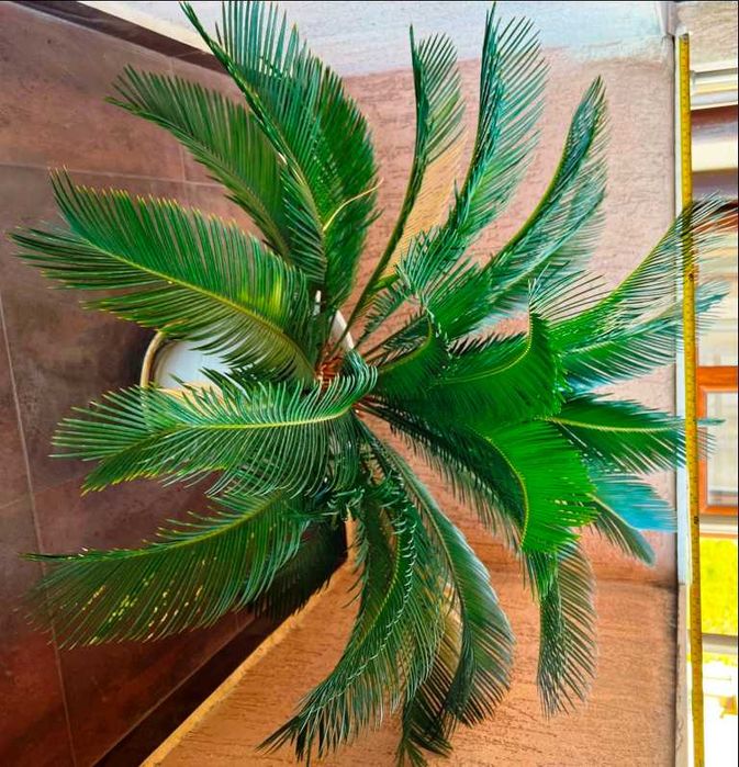 Палма Цикас  на 20 години