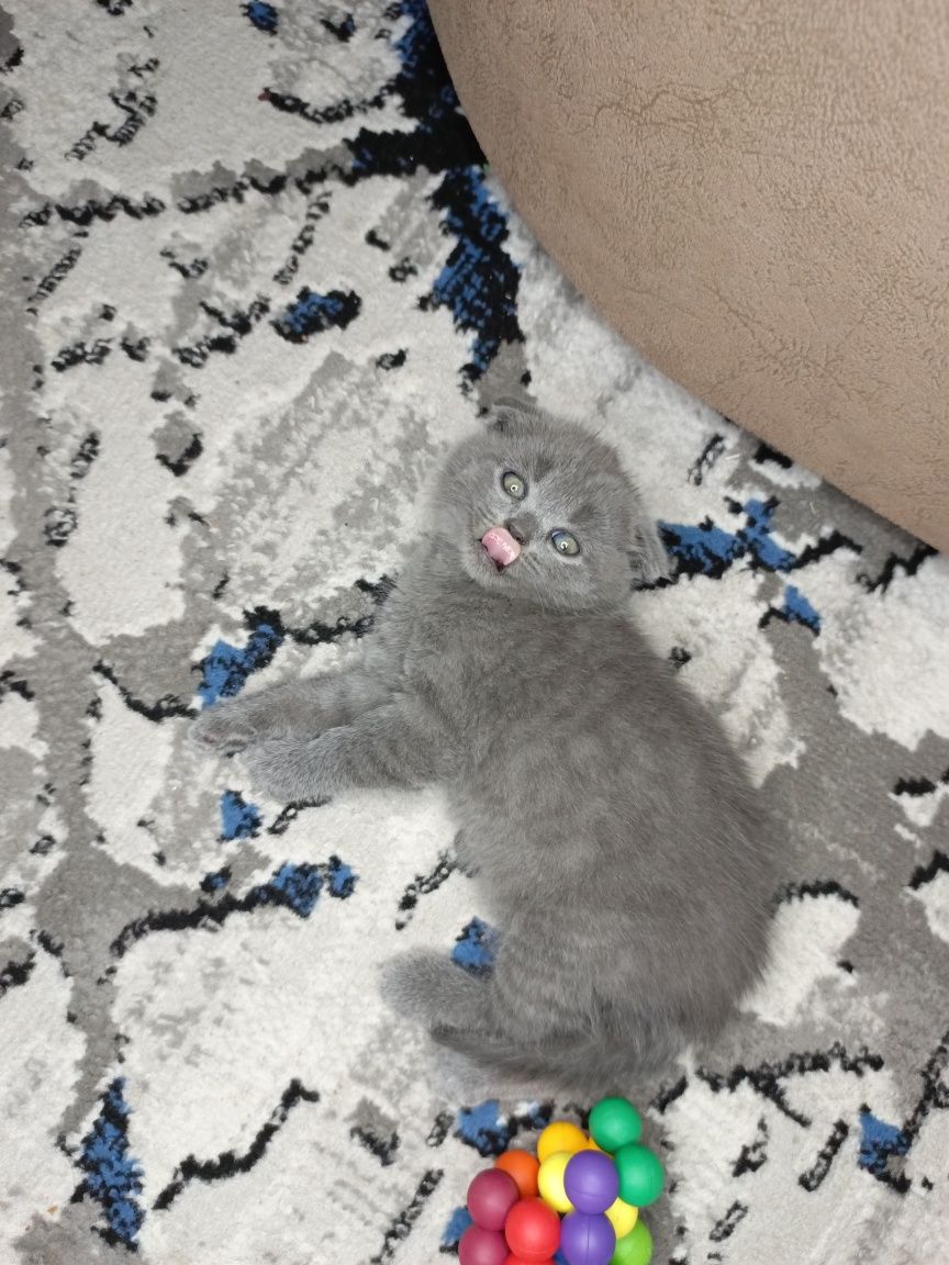 Шотландские котята