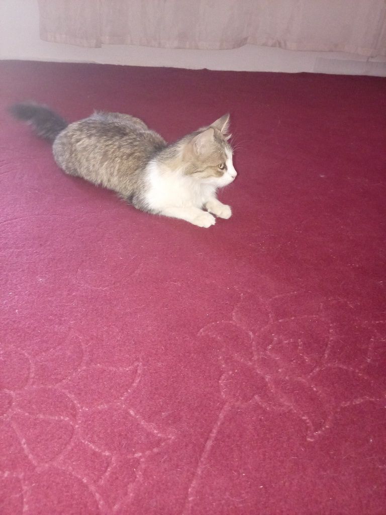 Mushuk bepul, xadya sifatida yaxshi qo'llaga beriladi.
