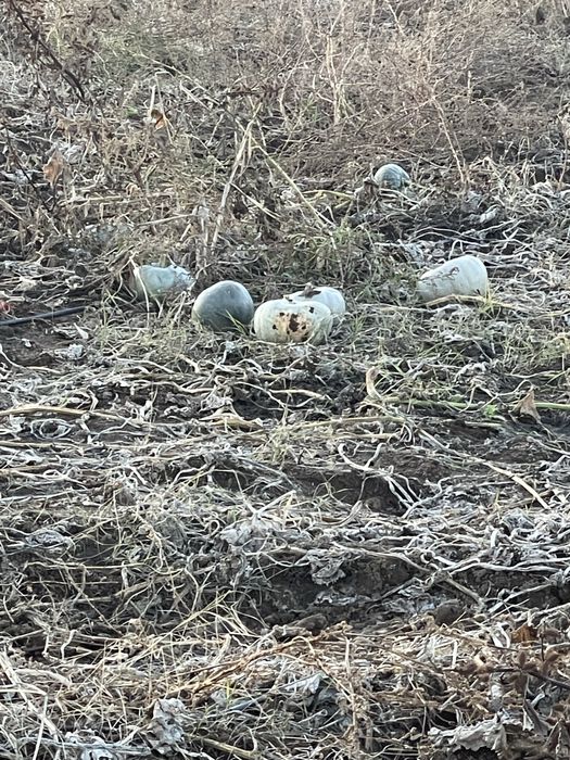 Тиква храна за животни-рогат добитък