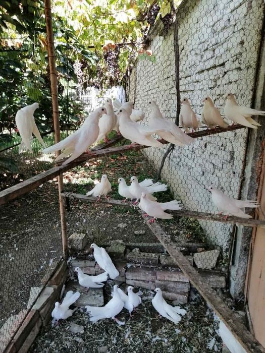 Продавам млади старозагорски бели гълъби