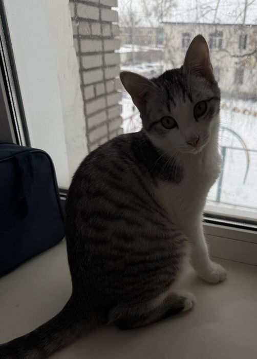 Отдам котенка в добрые руки