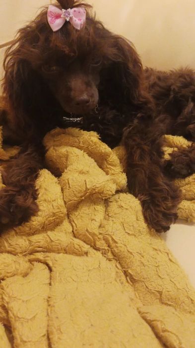 Fetiță caniche / pudel maro