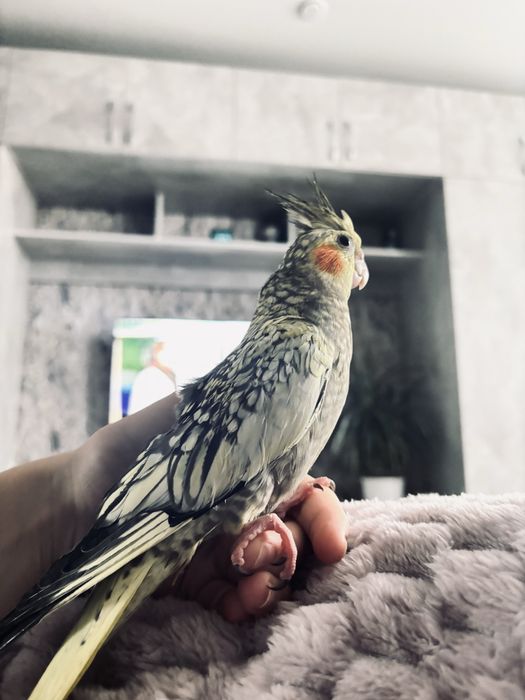 Продам попугаев ,породы корелла