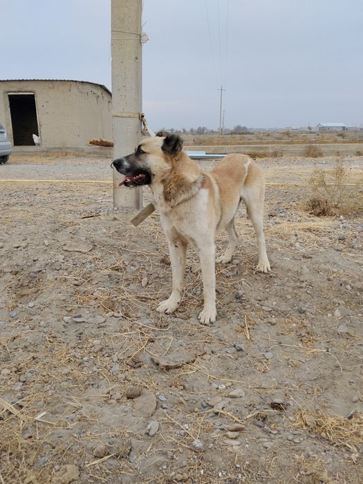 Сотилади кассоб итимиз