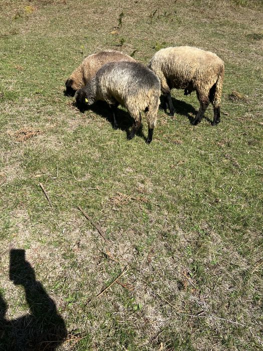 Vand miei suffolk si carabas
