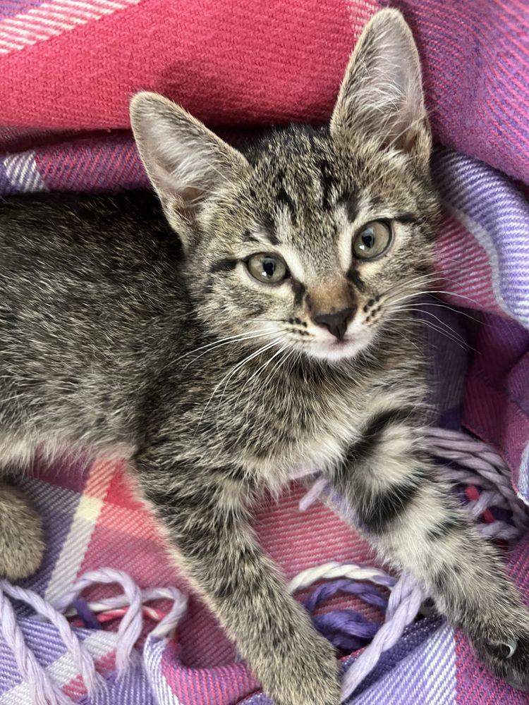 Котята девочки в добрые руки