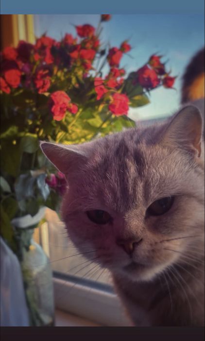 Американская порода