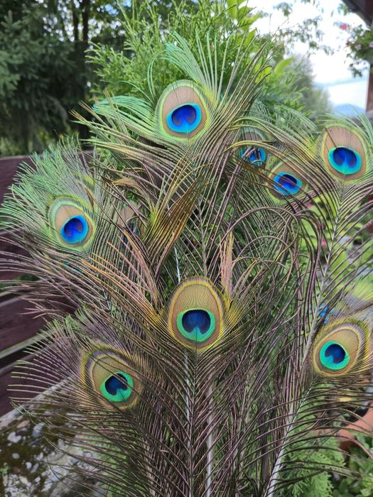 Pene de păun standard