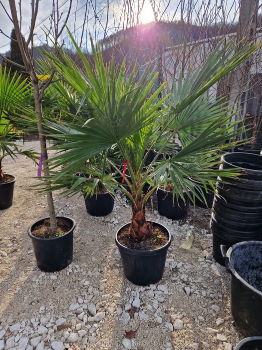 Vand palmieri rezistenti la îngheț ( plante de exterior si interrior )