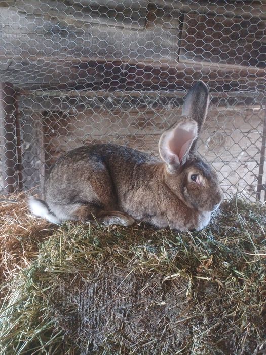 Vind femela Uriaș German