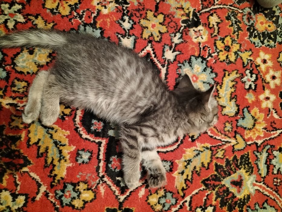 Котёнок хорошая приучен к лоток