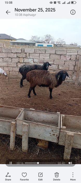 Қойлар сатыладыыыыы