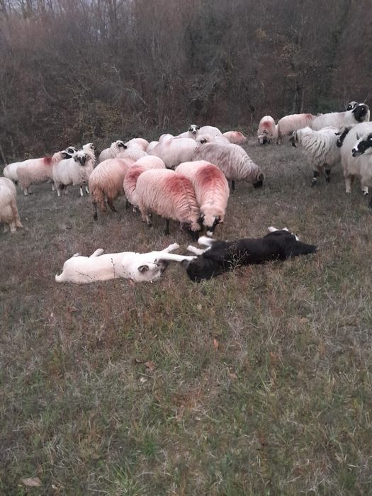 Vând 30 de oi miori și stramiori