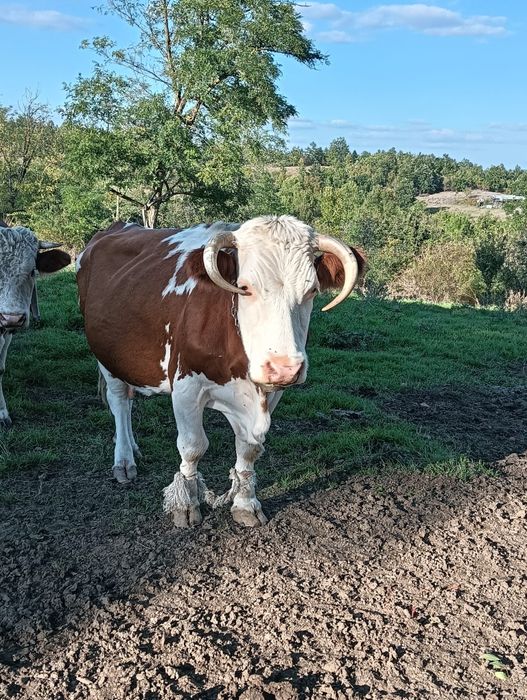 Vaca de vanzare pentru abator