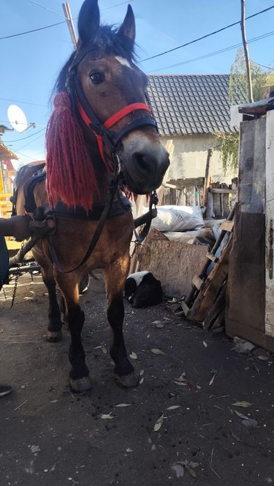 Vând sau schimb cal de nouă ani de cuminte e blând mere bine trage bin