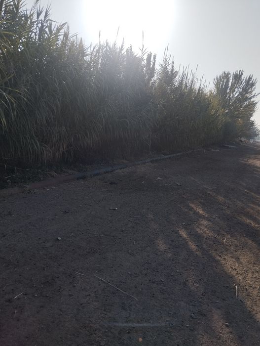 Shakar qamish  sotiladi