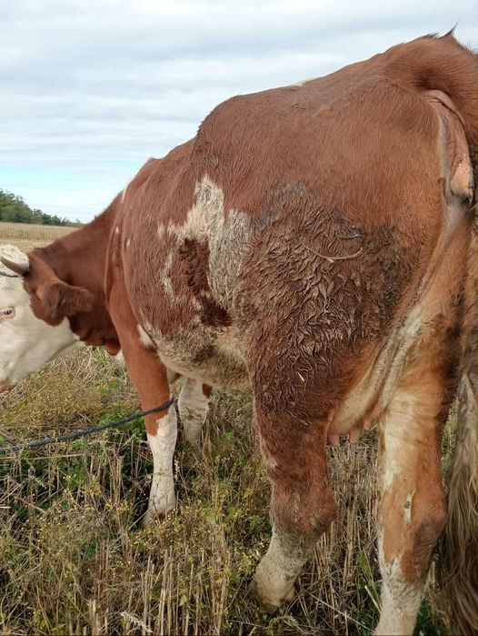 Vând vaca gestantă