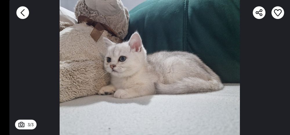 British shorthair chinchila