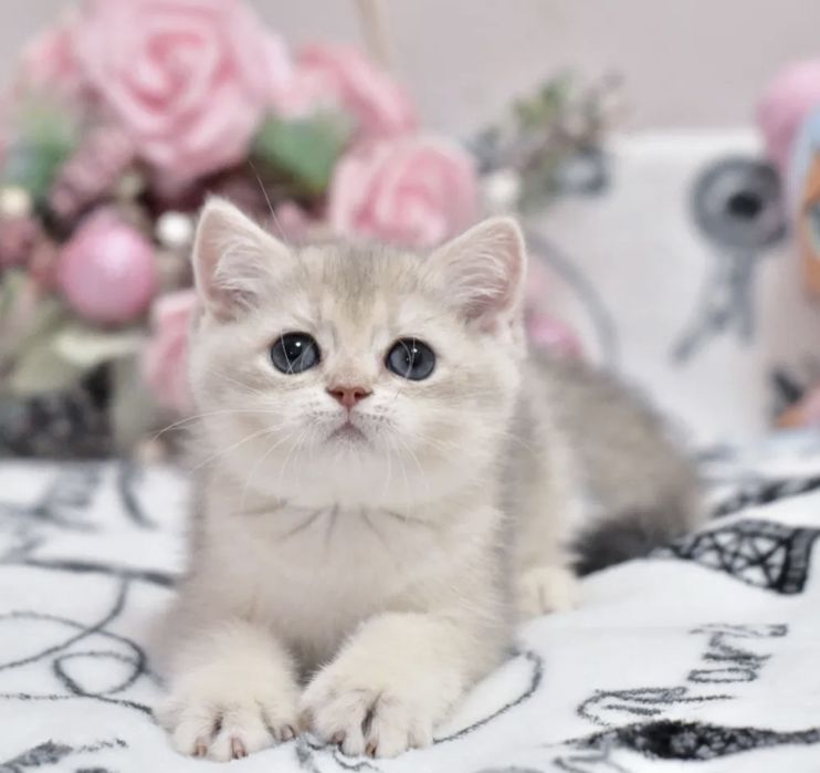 Продаётся котёнок голубое золото