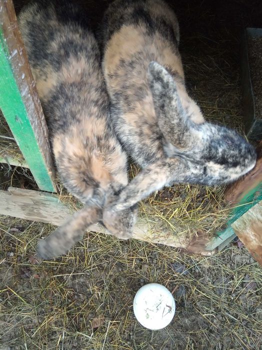 Vind doi masculi fluture belgian