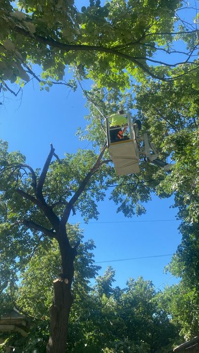 Tăieri Arbori/Toaletare/Fasonare/Alpinism Utilitar/Defrișări/Rapid.