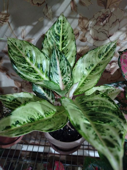 Продам комнатный цветок