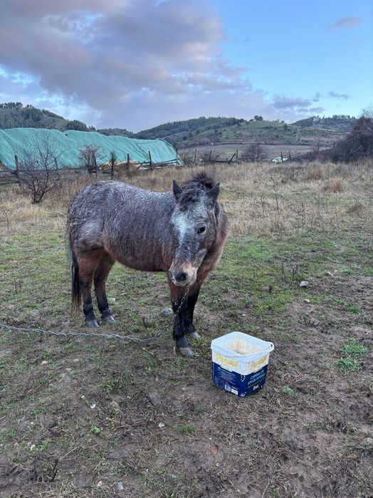 Женско Пони заплодено