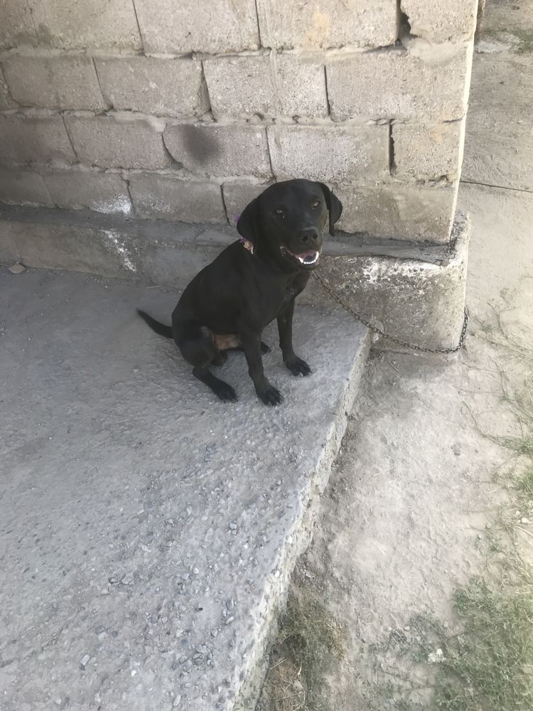 Сатылат питбуль
