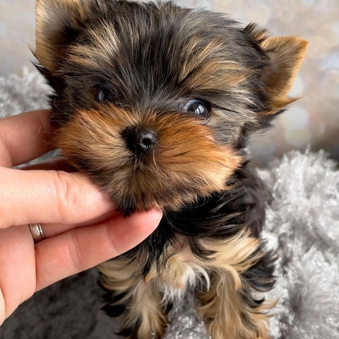 De vanzare Yorkshire Terrier Mini Toy 1.8 kg la maturitate cu livrare