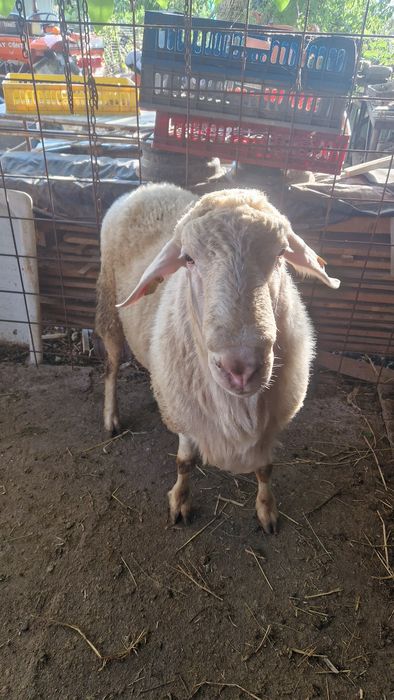 Berbec assaf vârstă 2 ani