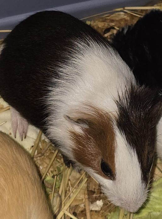 Porcusori de guineea