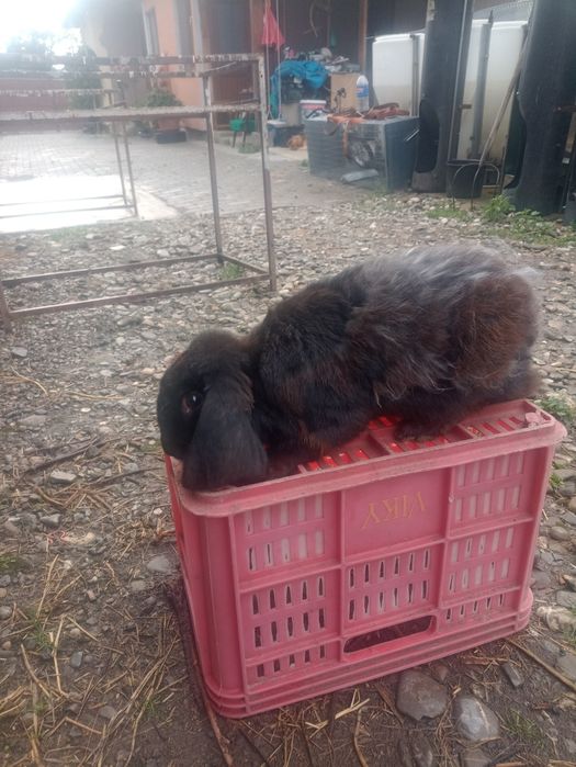 Berbec german galben și negru