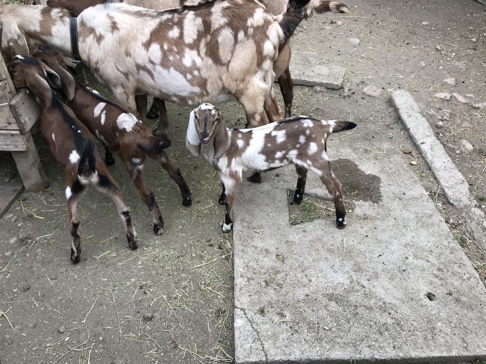 Tapusori si Iedute Anglo Nubiene cu pedigree