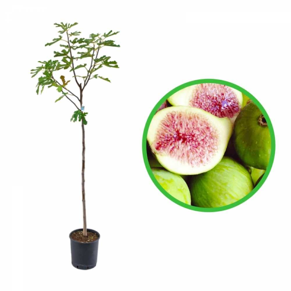 Smochin Ficus Crarica Dottato, ghiveci 3 L, h 90 -130 cm