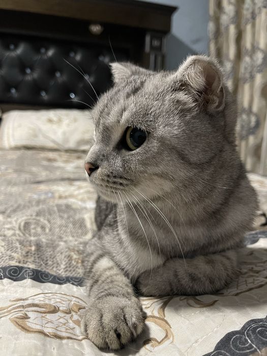 Котик в хорошие руки