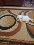 vand bichon Maltez.