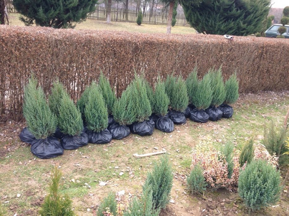 Pepiniera vindem arbori si arbusti ornamentali (TUIA, GARD VIU)