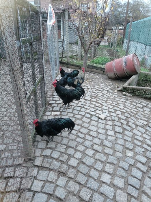 Продавам петли 6 месечни Австралорп