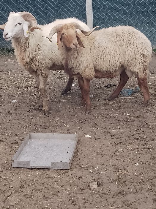 De  vânzare berbeci