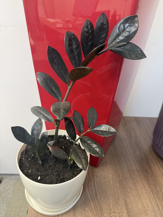 Редкий вид замиокулькас