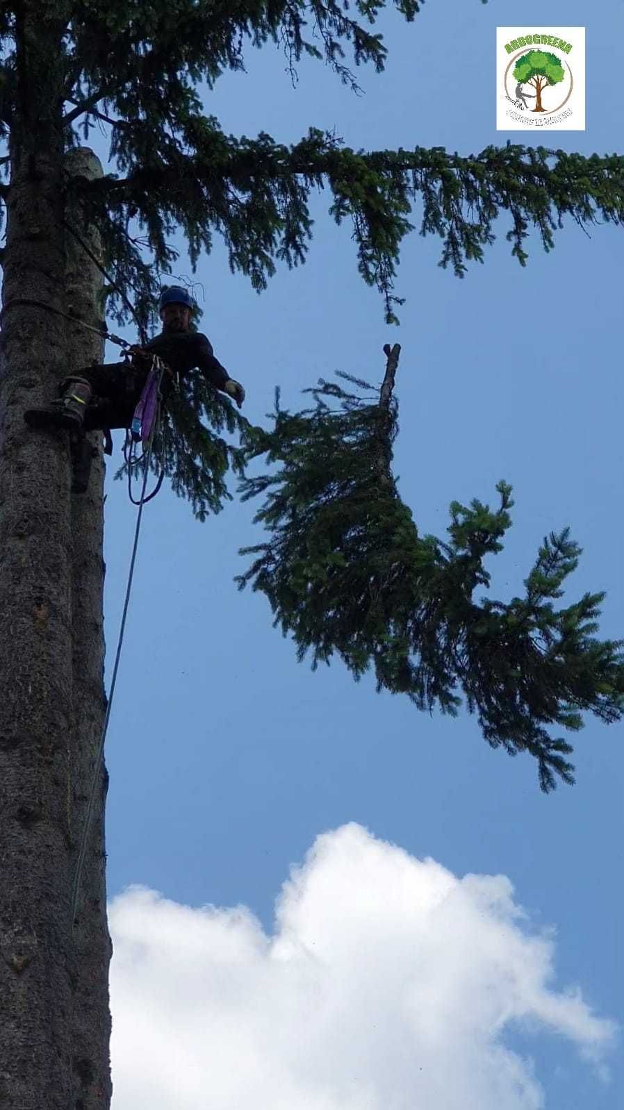 taieri copaci, elagaj, toaletat copaci, lucrări arboristice și alpinsm