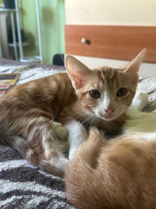 Котета Родени на 01.07 си търсят дом.