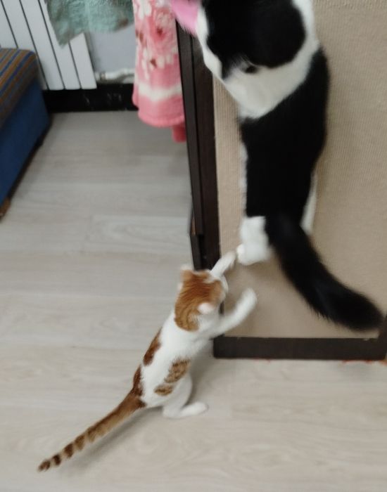 Рыжий котенок ищет любящий дом