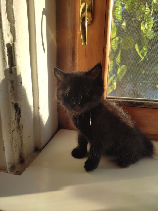 Отдам в добрые руки котёнка,