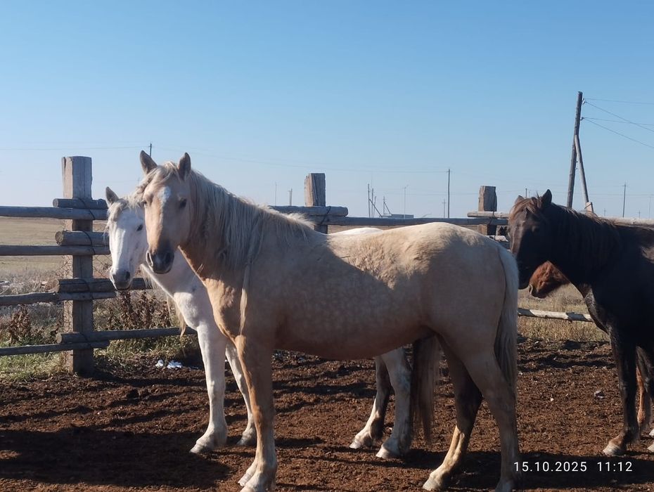 Продам мясо конина