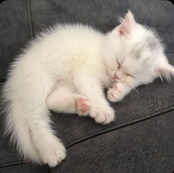 Продается котёнок