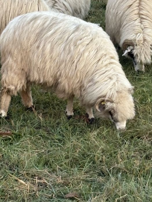 Oaie de vanzare pentru taiat