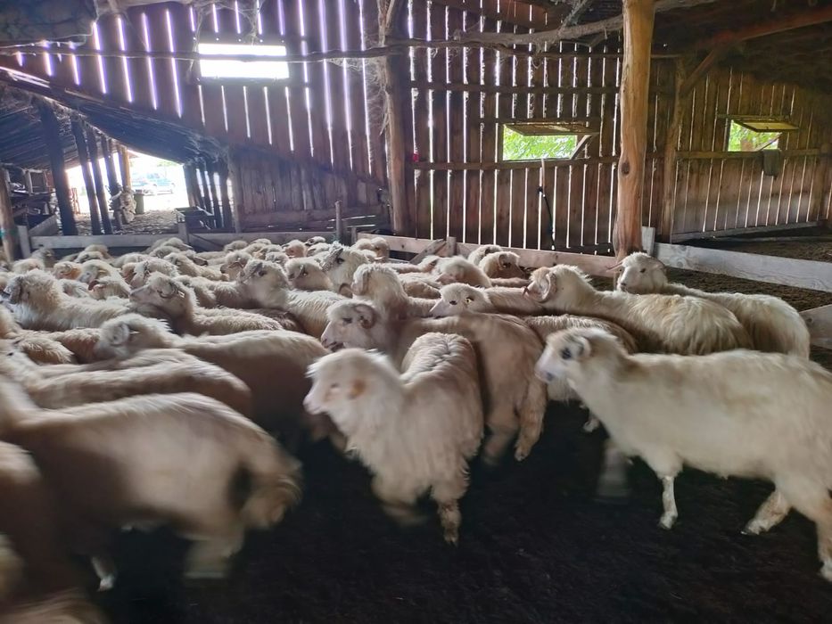 Vând oi,la grămadă