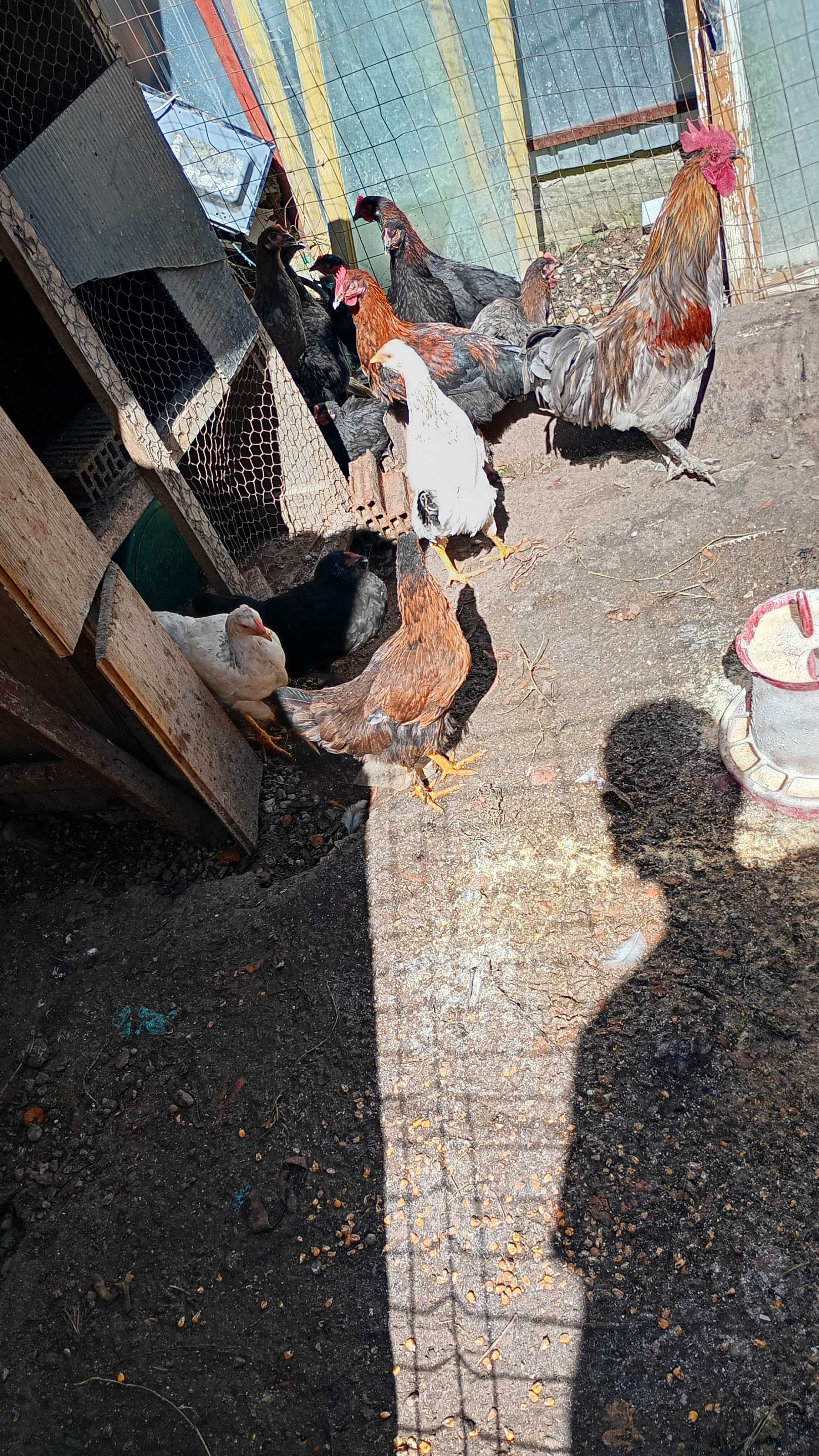 Pui Marans de vânzare pui Australorp Splash și pui olive